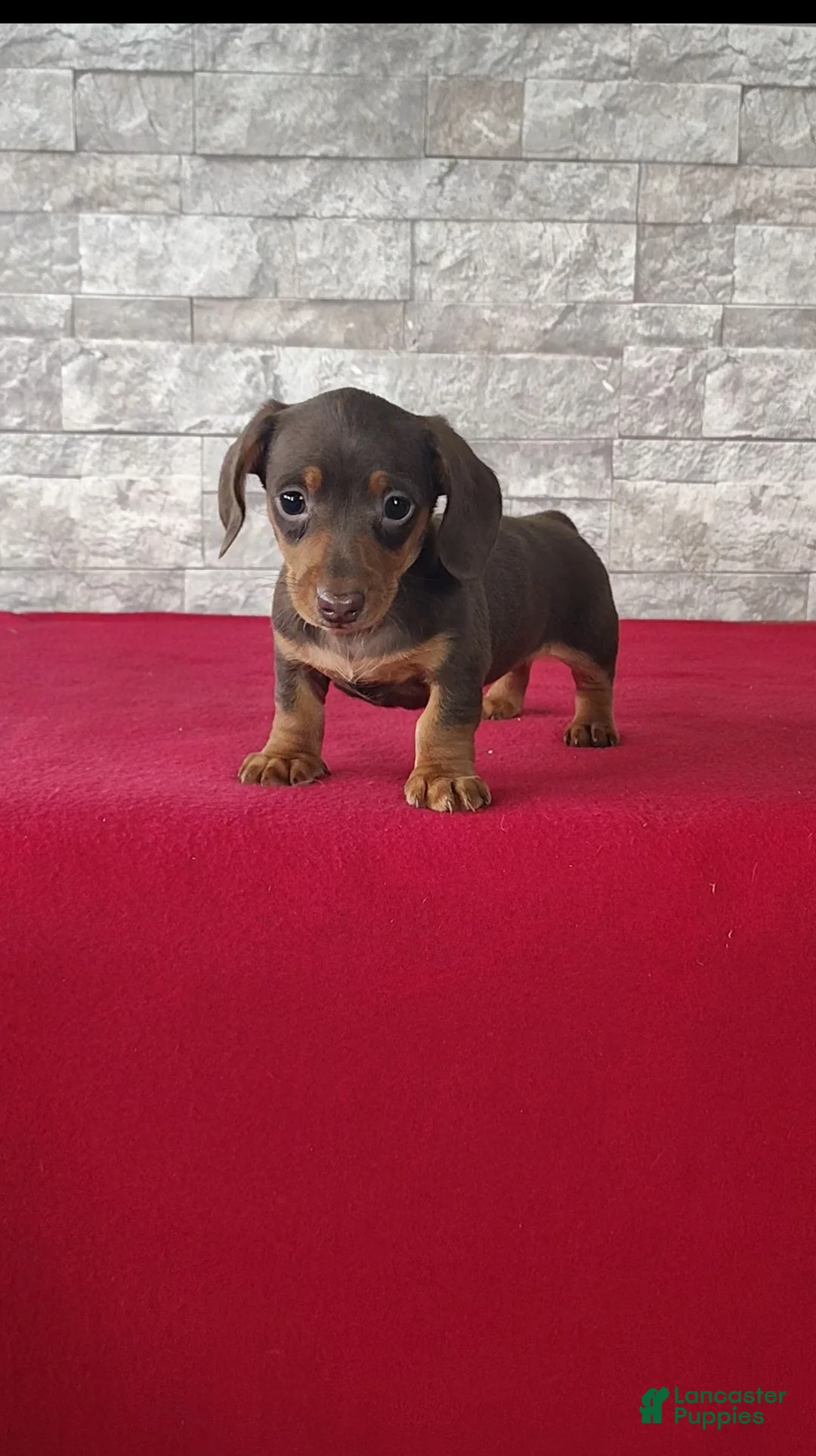 Miniature Dachshund dogs for sale: Layla - Ad 1