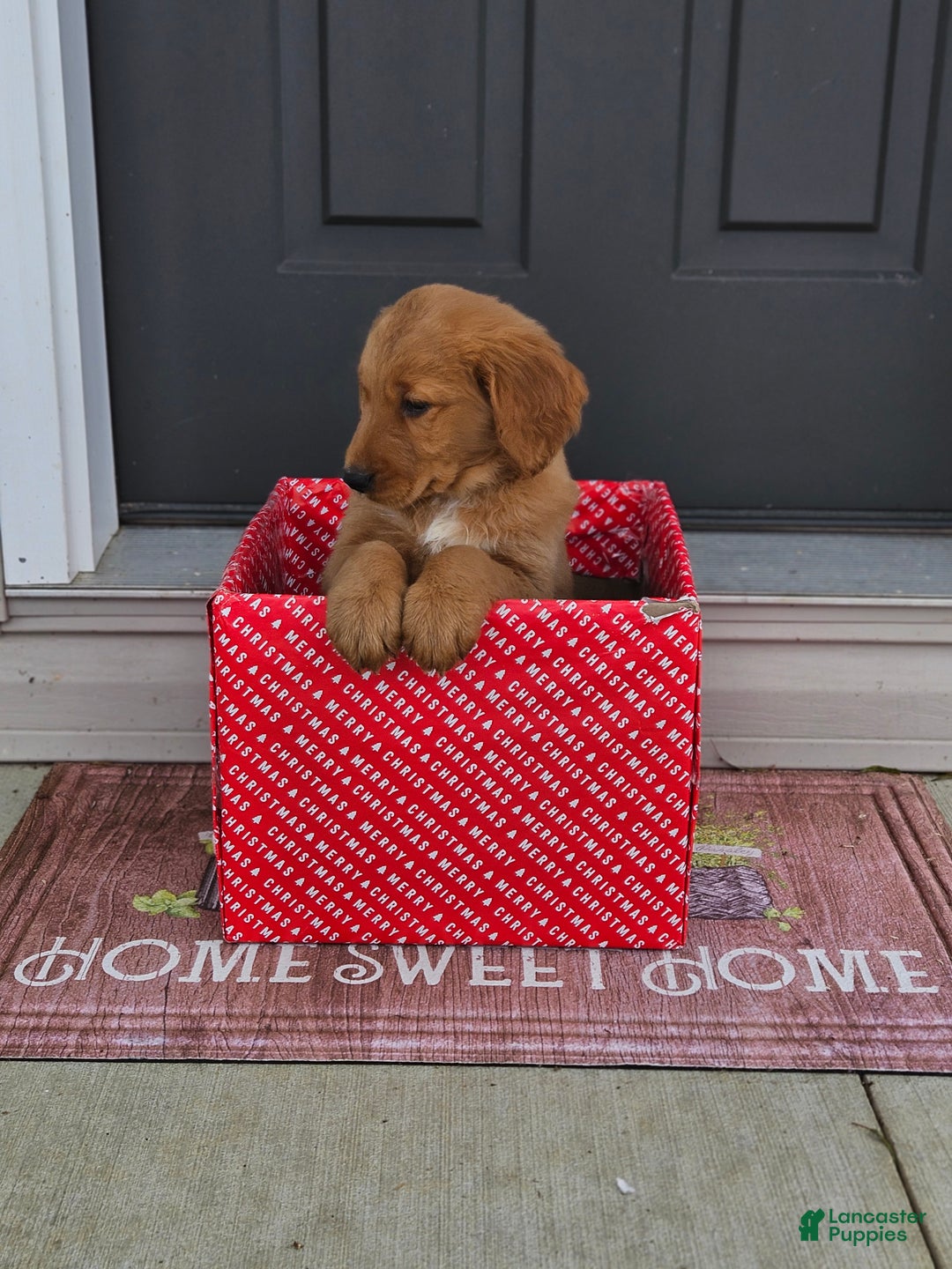 Golden Retriever dogs for sale: Charlie - Ad 9