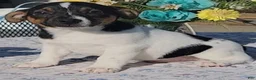 Jack Russell Terrier dogs for sale: Jackson - Ad 2