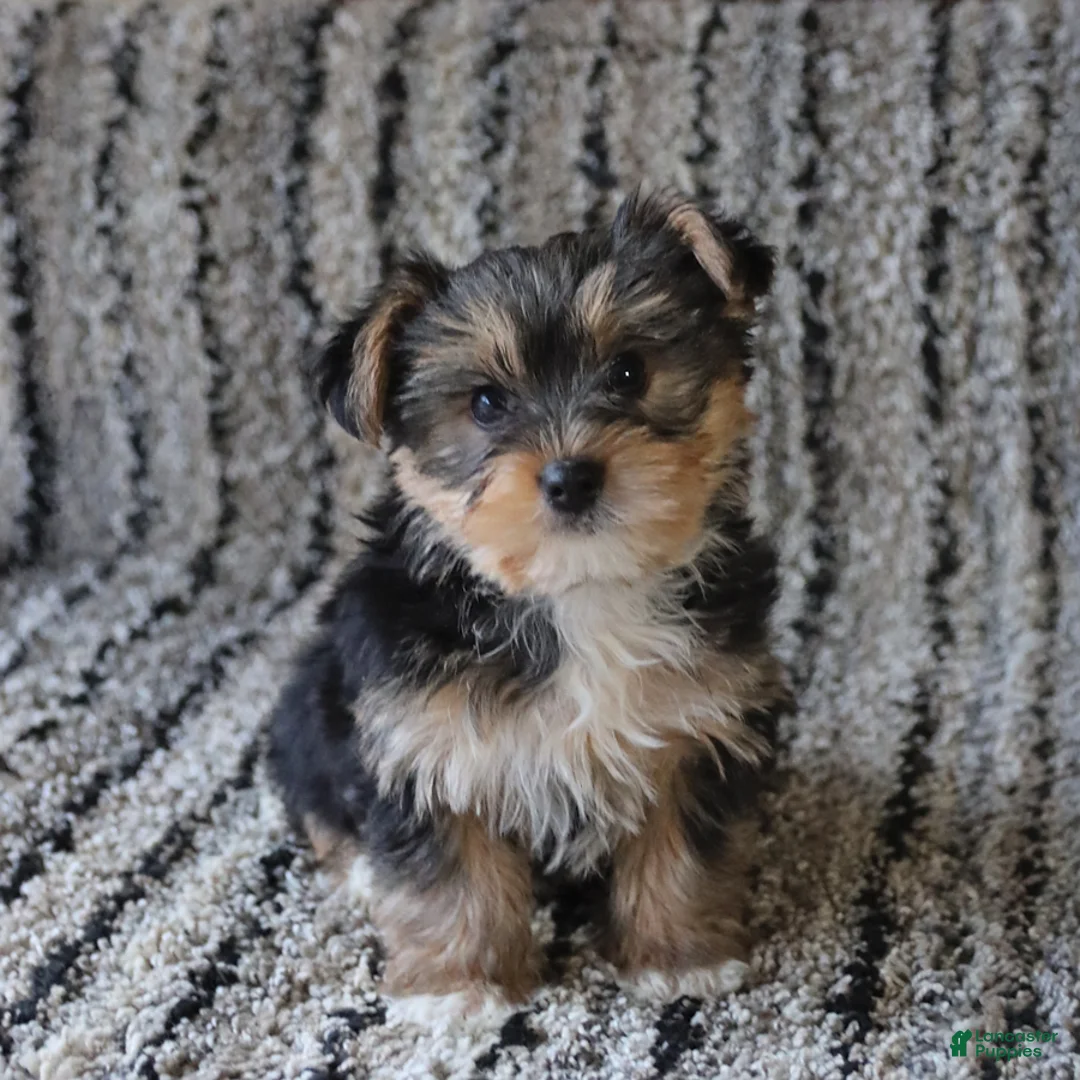 Yorkshire Terrier dogs for sale: Teddy - Ad 2