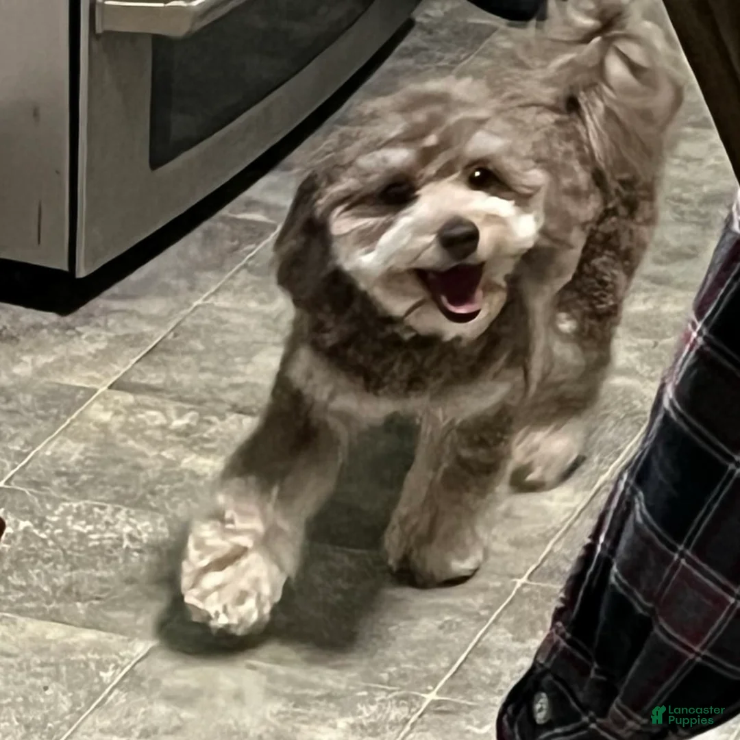 Gallery Image {{count}}