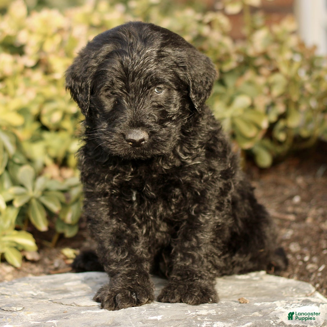 Labradoodle dogs for sale: Maverick  - Ad 1