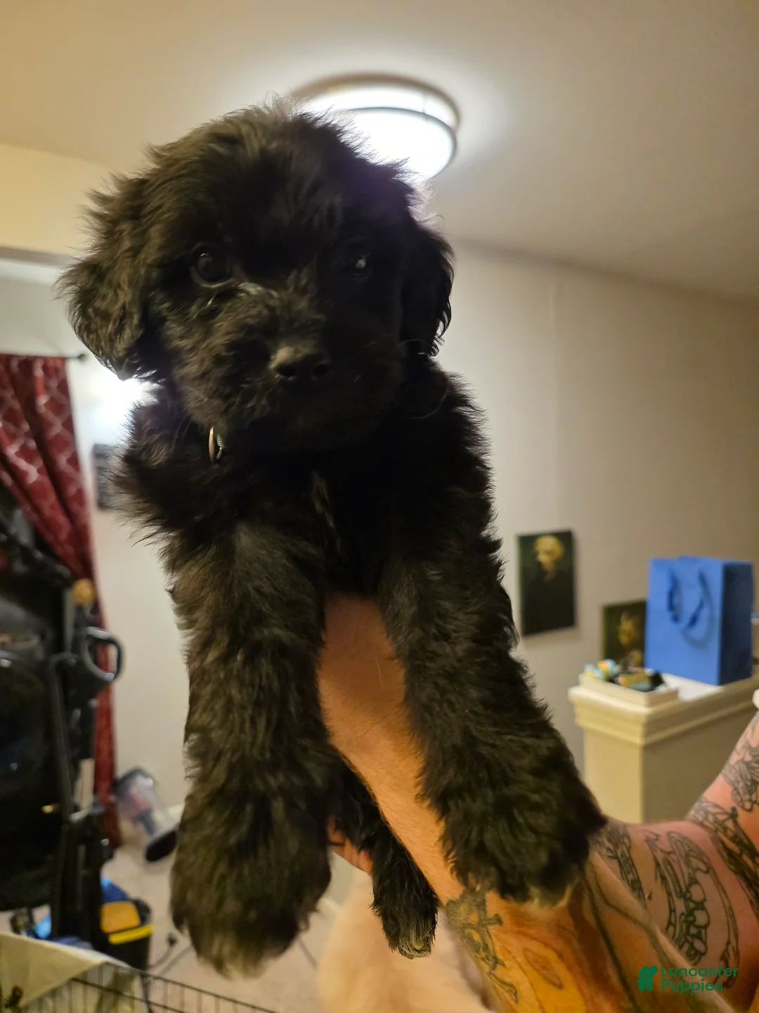 Mixed Breed dogs for sale: Elvis - Ad 1