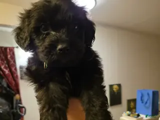 Mixed Breed dogs Elvis - Ad 17