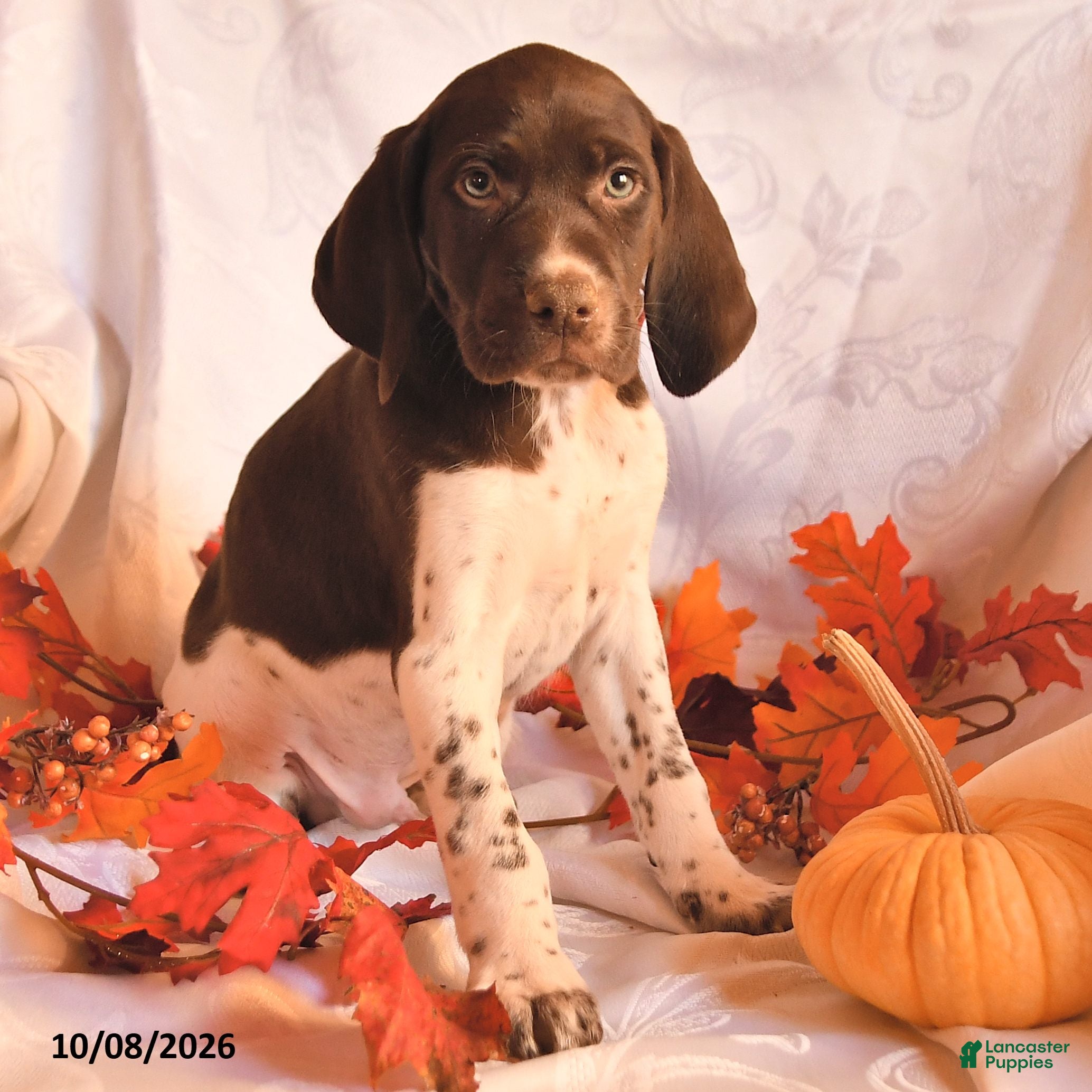 German Shorthaired Pointer dogs Ace - Ad 2