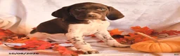German Shorthaired Pointer dogs for sale: Ace - Ad 2