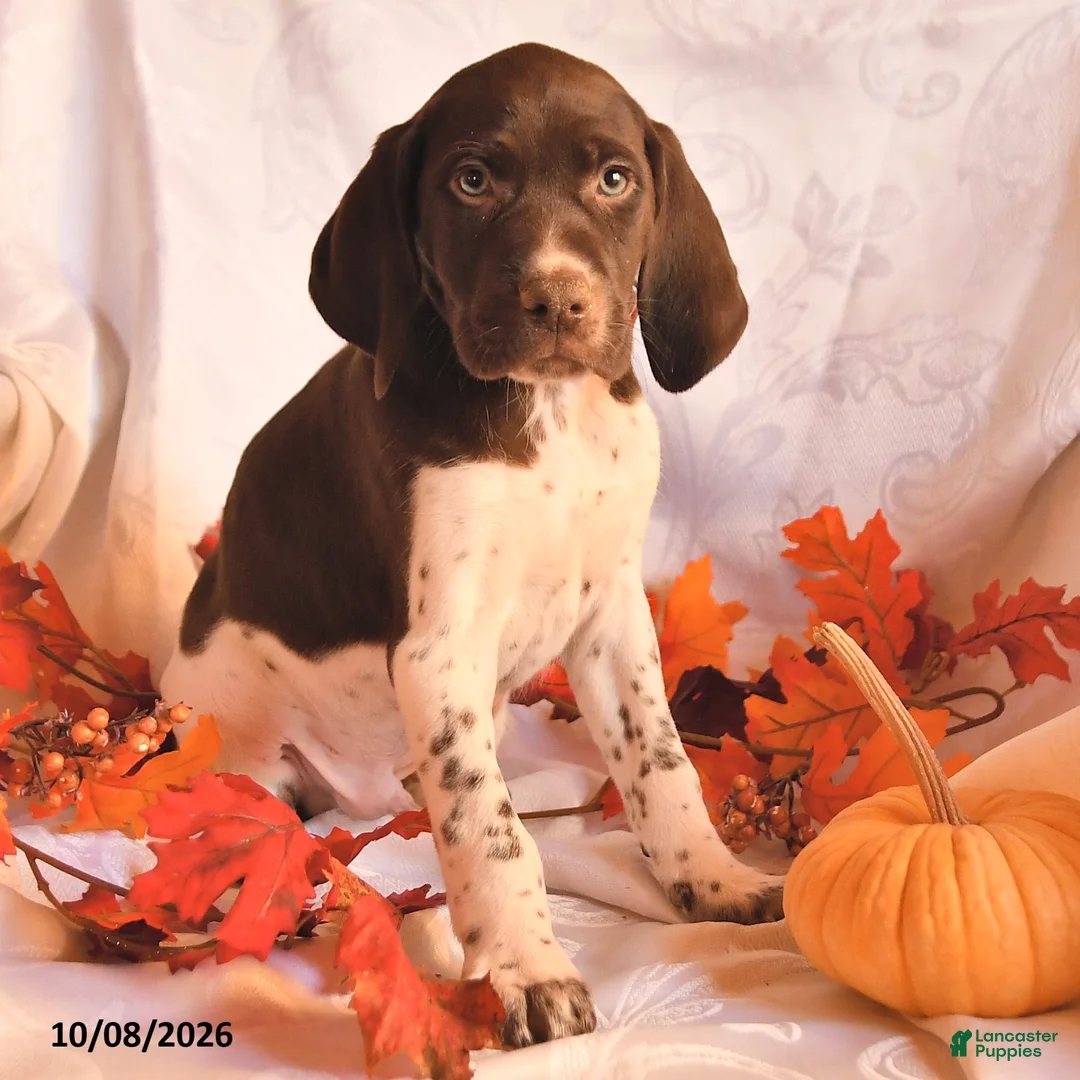 German Shorthaired Pointer dogs for sale: Ace - Ad 2