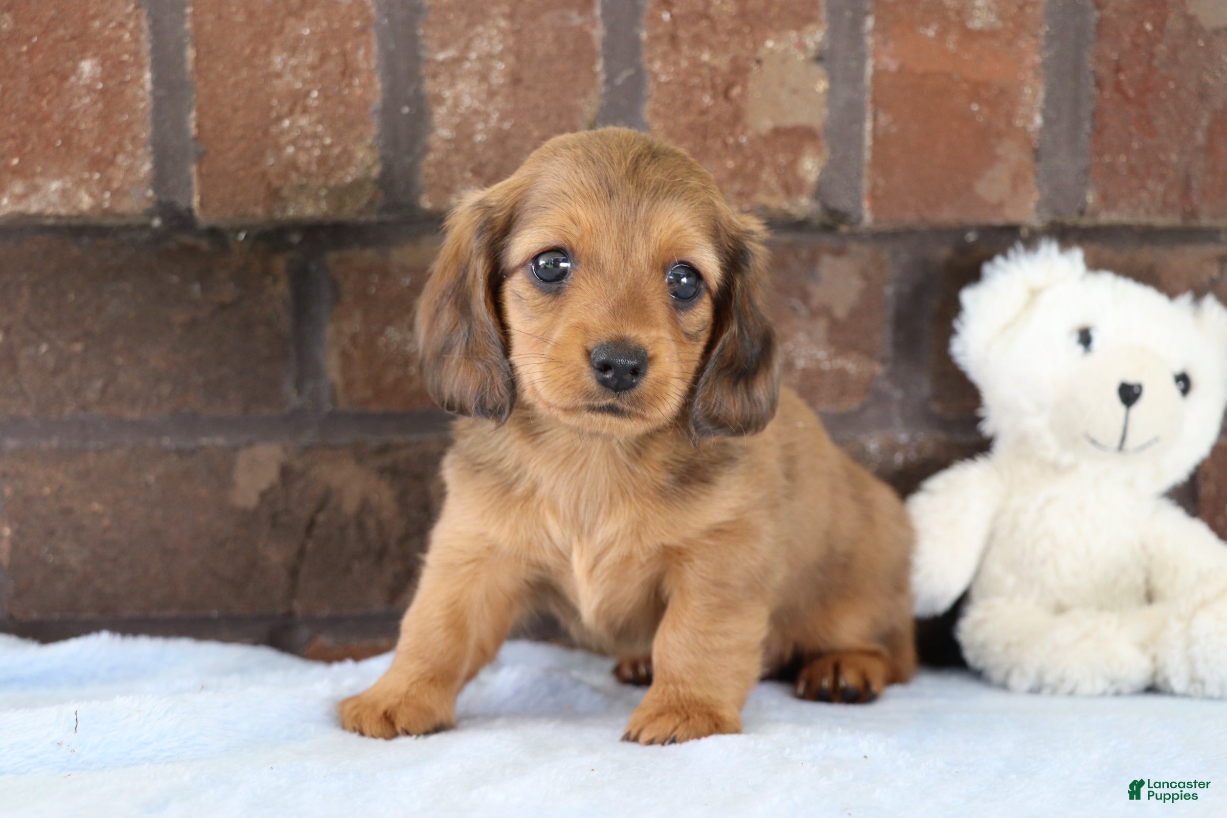Dachshund dogs Glory  - Ad 1