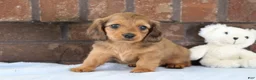 Dachshund dogs for sale: Glory  - Ad 1