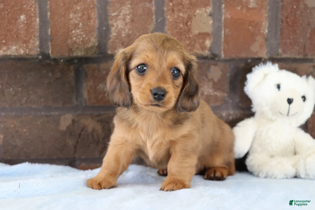Dachshund dogs for sale: Glory  - Ad 1