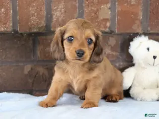 Dachshund dogs for sale: Glory - Ad 2