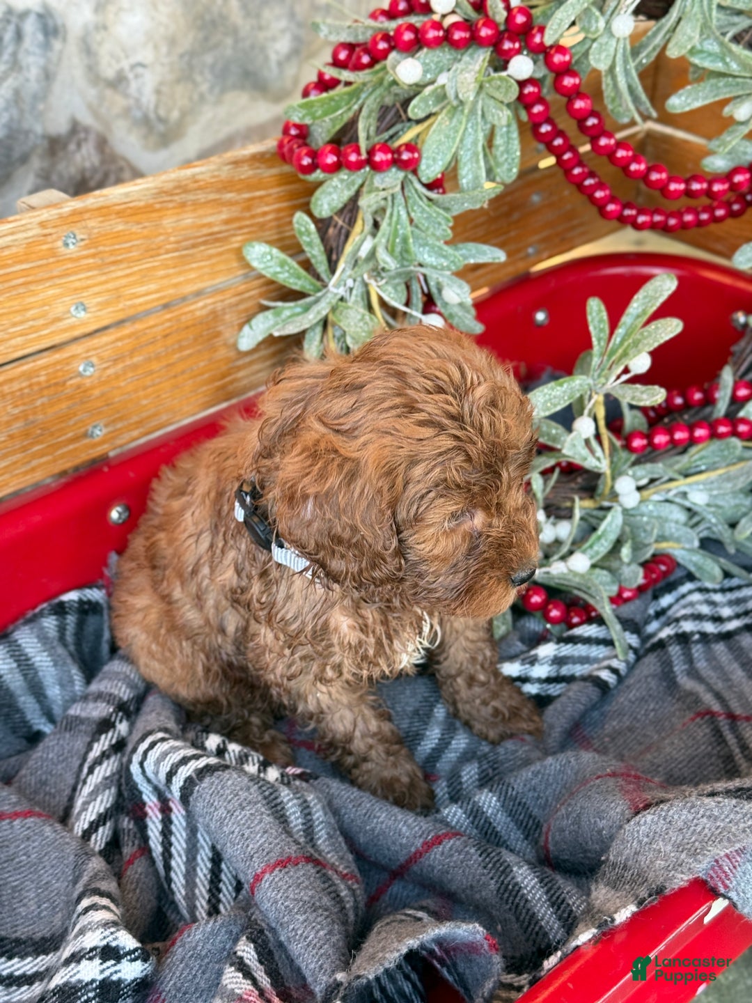 Mini Goldendoodle dogs for sale: Ilsa - Ad 5