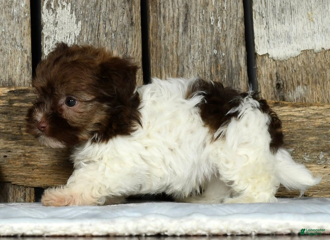 Havanese dogs for sale: Freddy - Ad 4