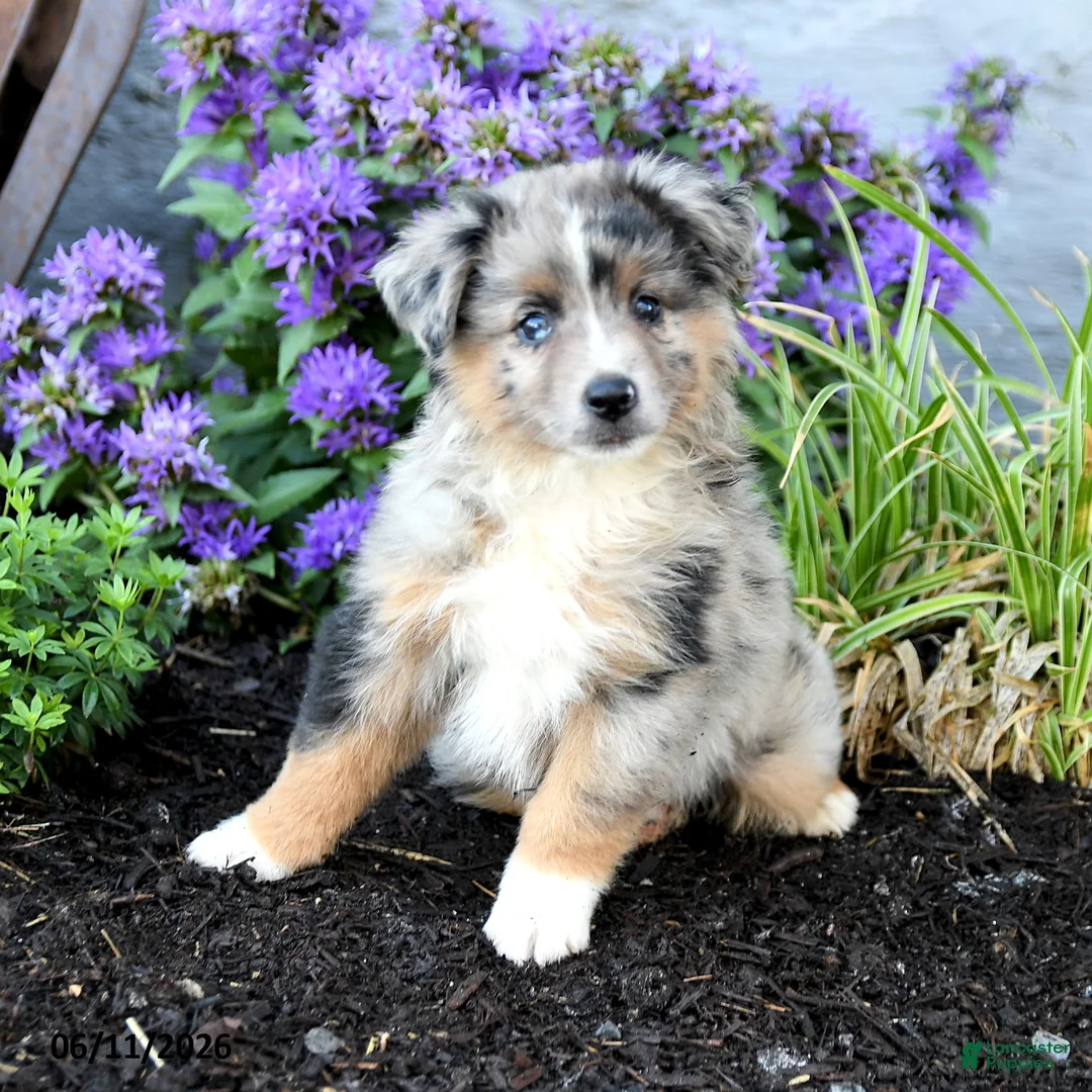 Australian Shepherd dogs for sale: Rhoda - Ad 2
