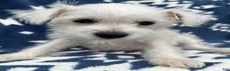 Miniature Schnauzer dogs for sale: AKC Lady  - Ad 6