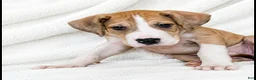 Great Dane dogs for sale: Teno  - Ad 6