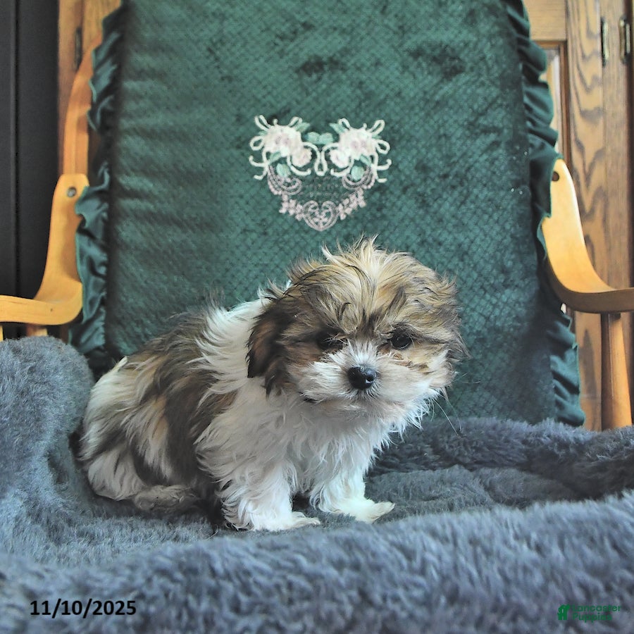 Shih Tzu dogs Cameron - Ad 2