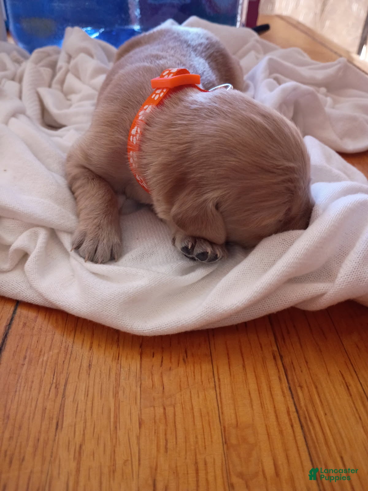 Golden Retriever dogs Golden Retriever Female 3 - Ad 1