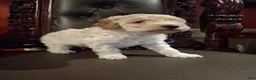 Miniature Poodle dogs for sale: Fenrir - Ad 3