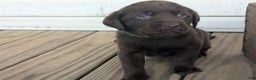 Labrador Retriever dogs for sale: Remington - Ad 2