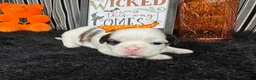 Shih Tzu dogs for sale: Shih Tzu 5 - Ad 2