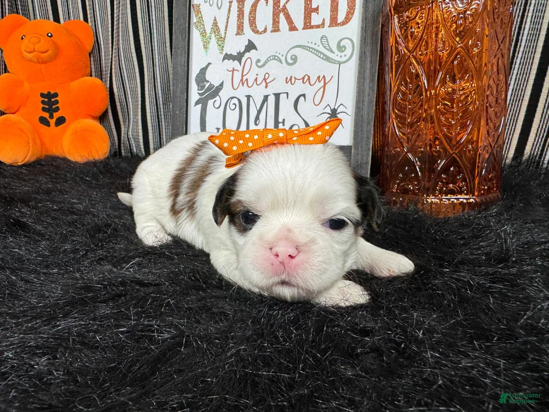 Shih Tzu dogs for sale: Shih Tzu 5 - Ad 2