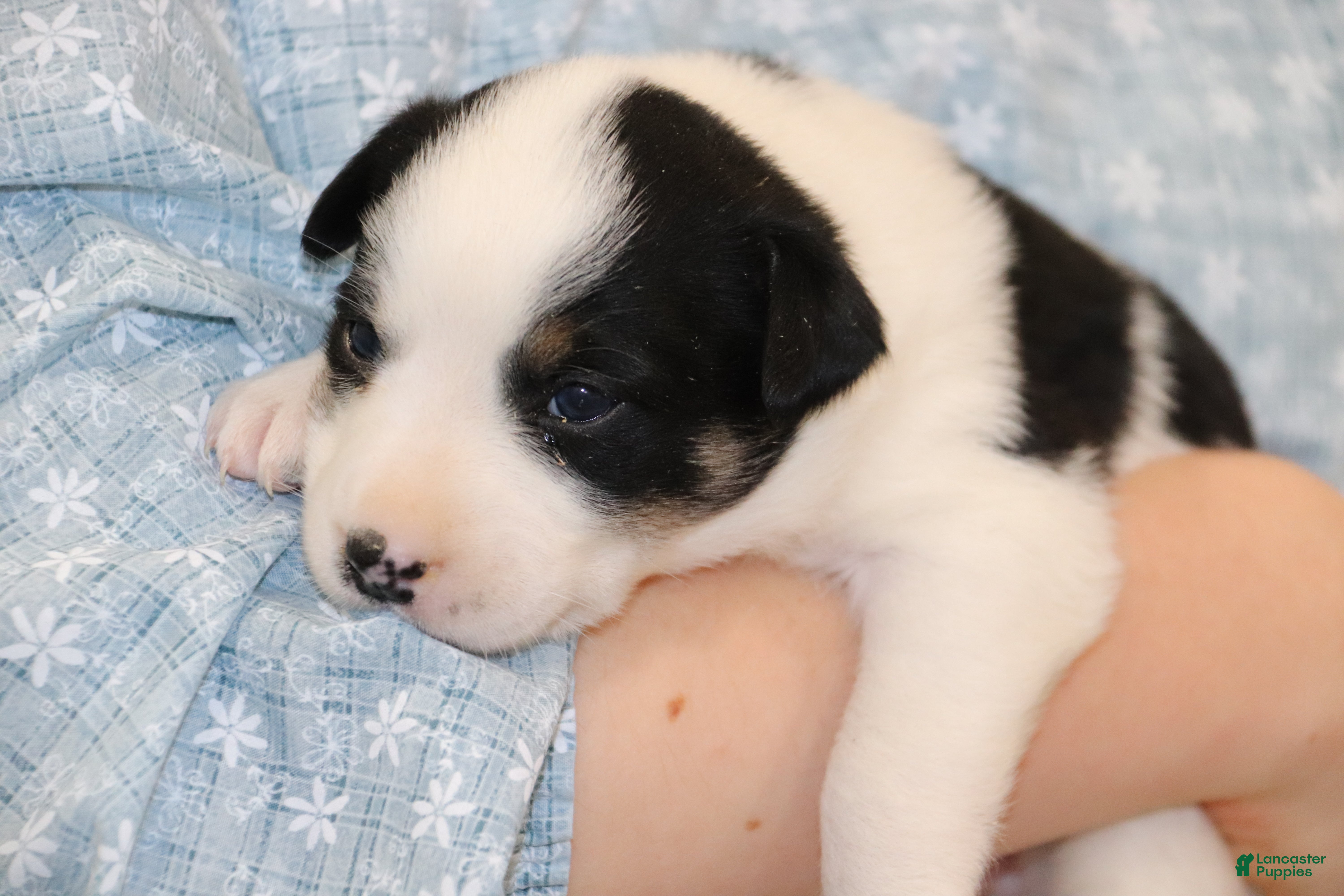 Border Collie dogs for sale: Border Collie Puppy 2 - Ad 2