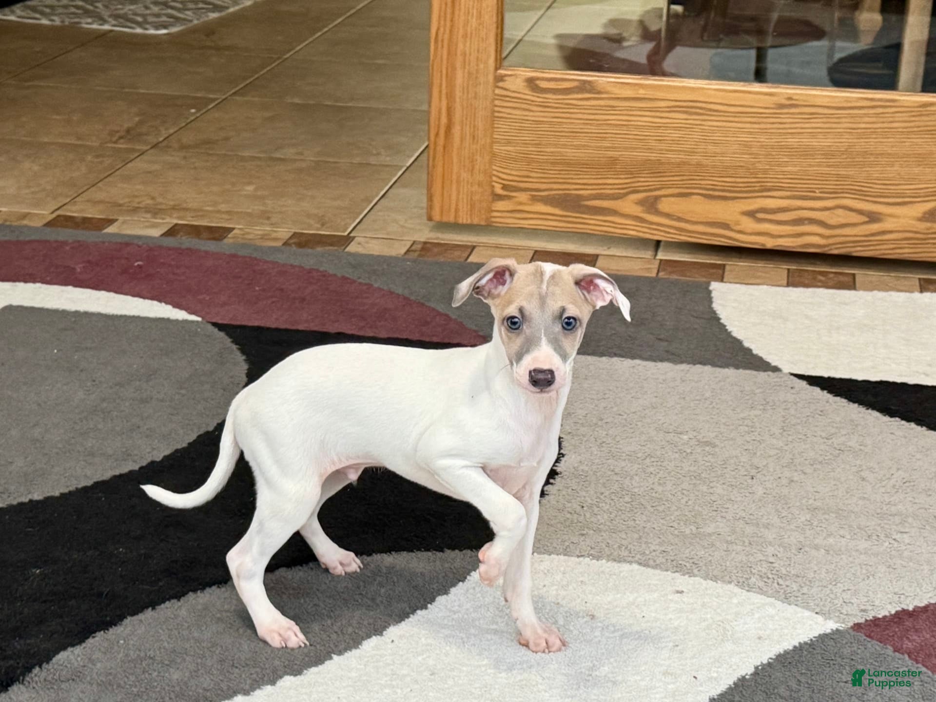 Italian Greyhound dogs Jaden - Ad 2
