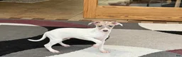 Italian Greyhound dogs for sale: Jaden - Ad 2