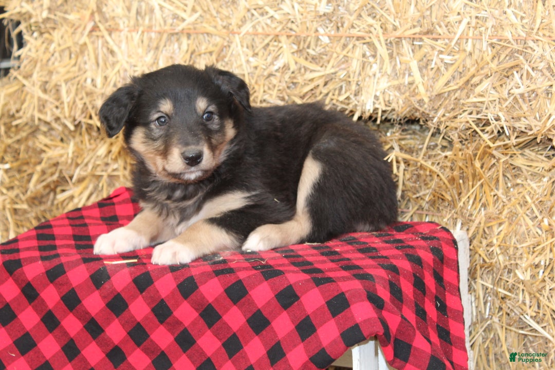 English Shepherd dogs for sale: Tammy - Ad 5