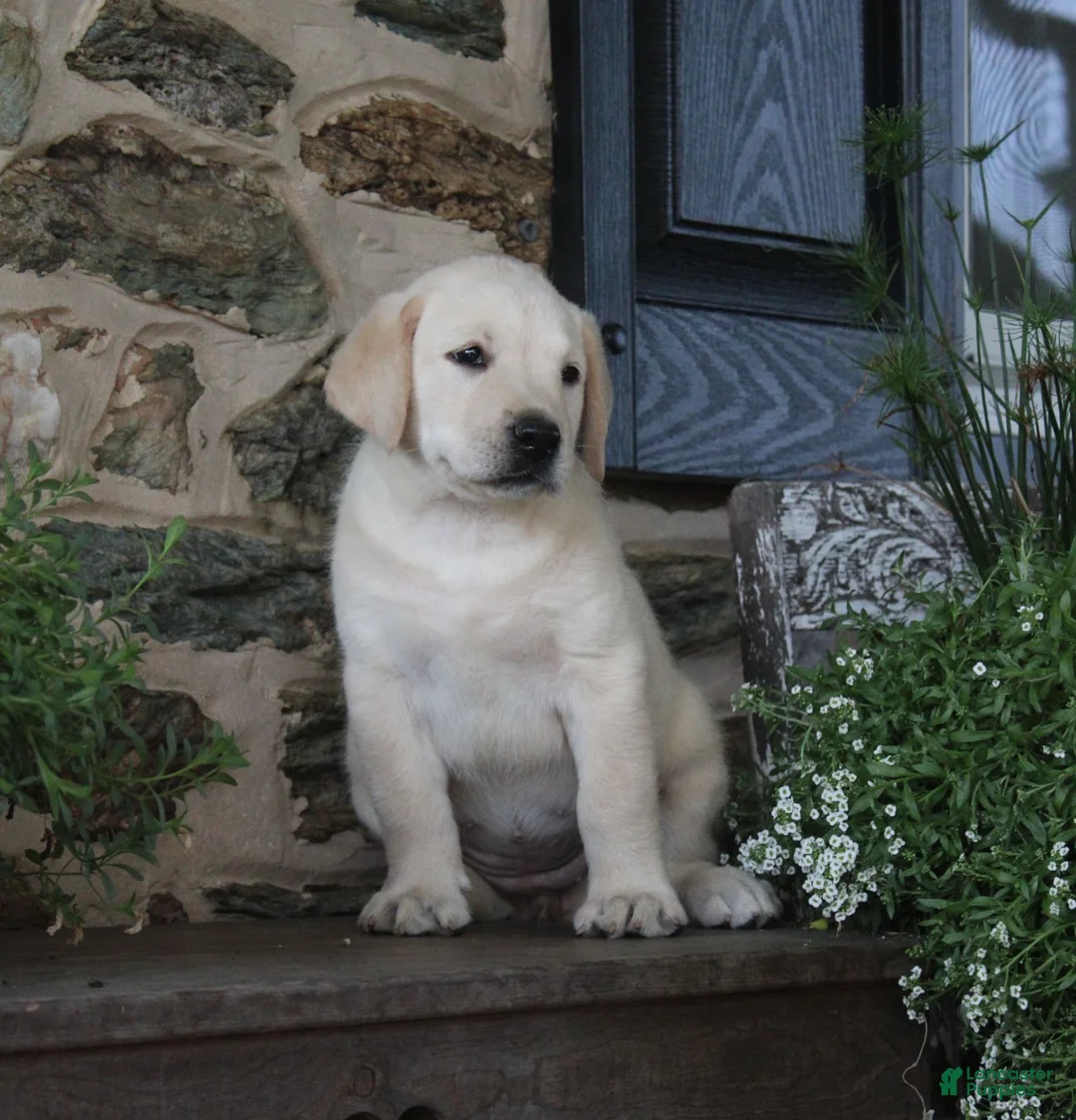 Labrador Retriever dogs for sale: Dreamer - Ad 2
