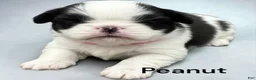 Japanese Chin dogs for sale: Kimi - Ad 7