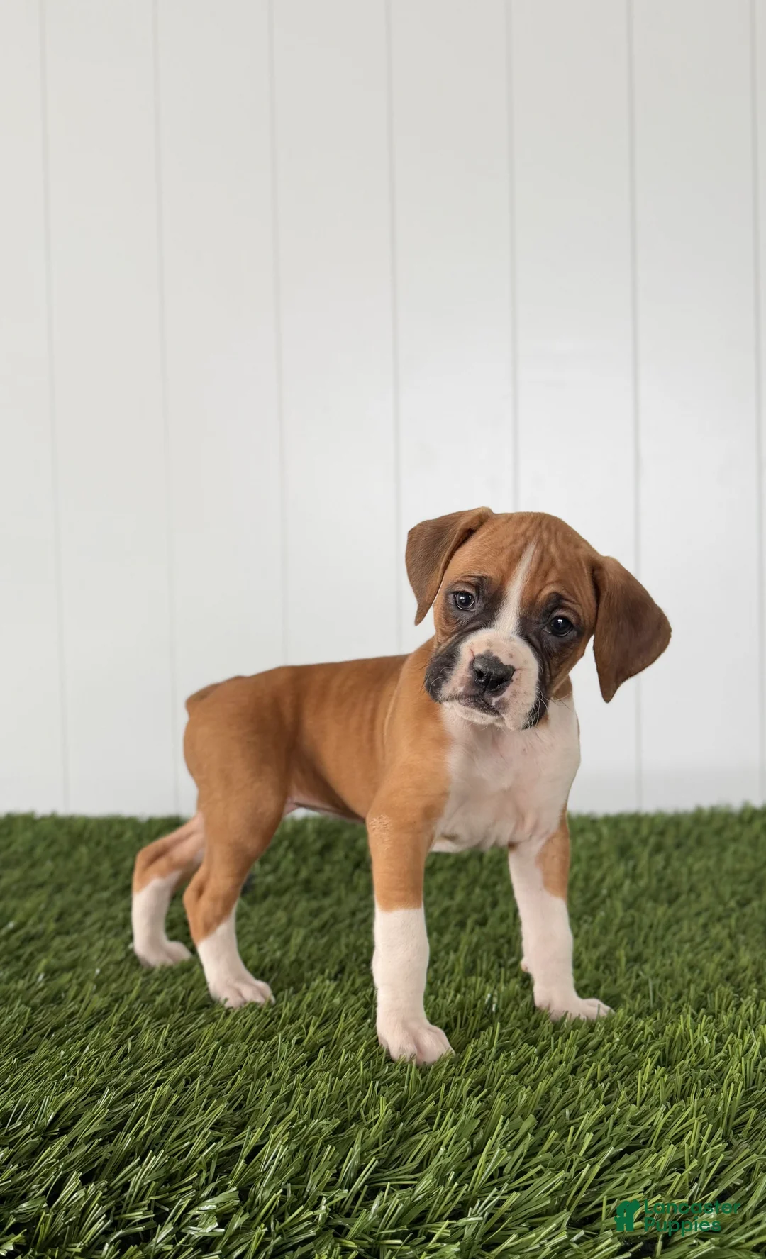 Boxer dogs for sale: Piper - Ad 2