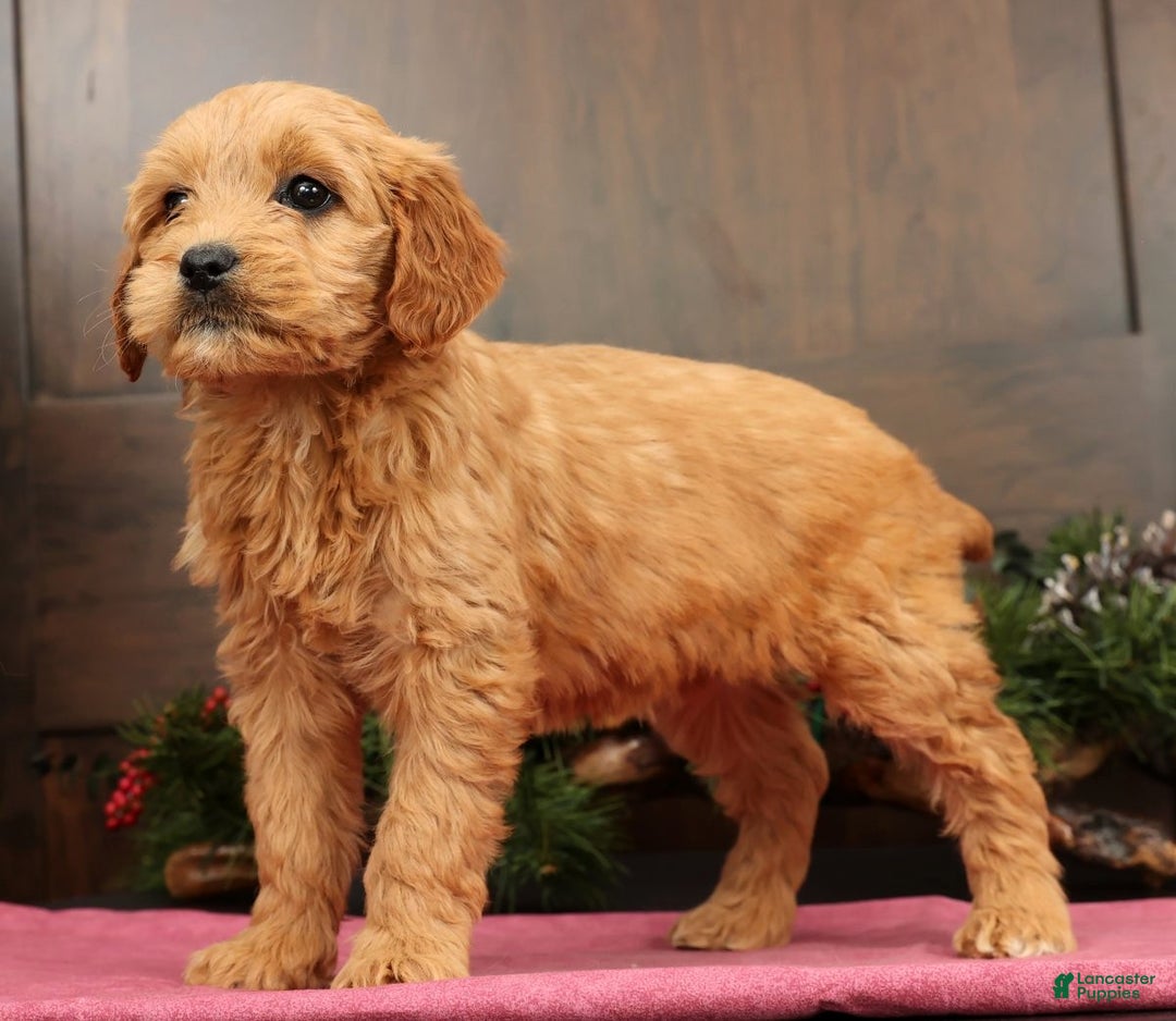 Mini Goldendoodle dogs for sale: Paige - Ad 9