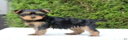Yorkshire Terrier dogs for sale: Rissa - Ad 5