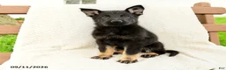 German Shepherd dogs for sale: Bridgette - Ad 4