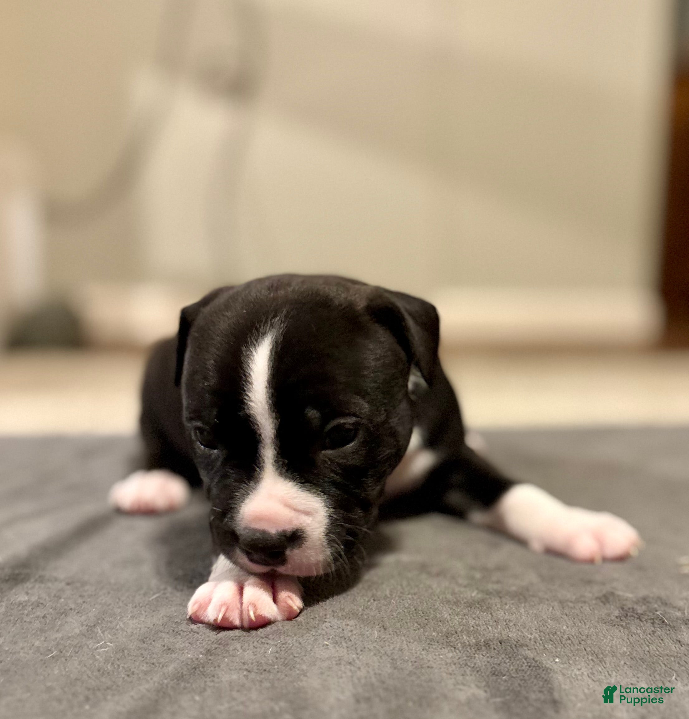 American Bully dogs Drago - Ad 1