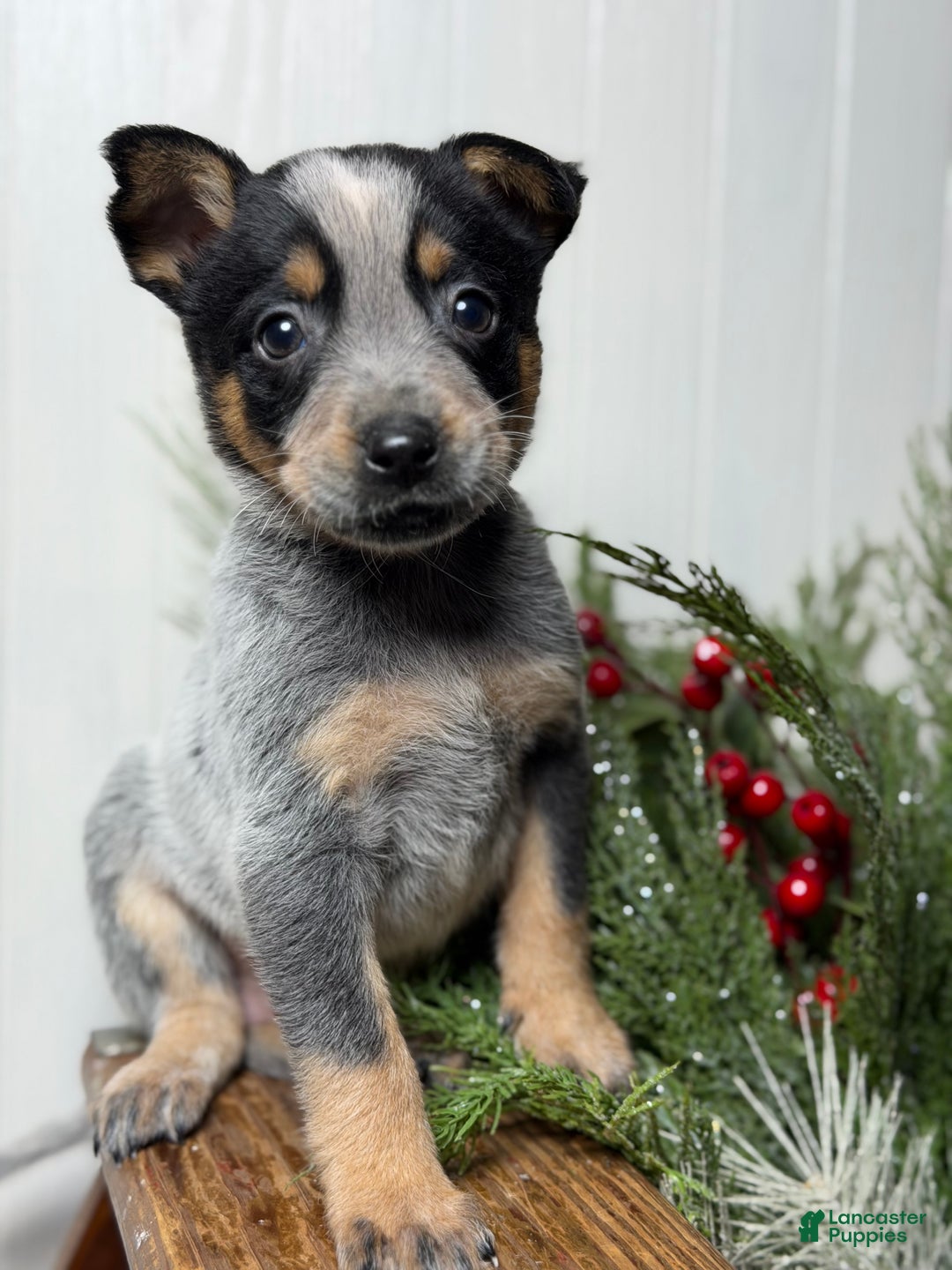 Australian Cattle Dog dogs for sale: Australian Cattle Dog Puppy 8 - Ad 1