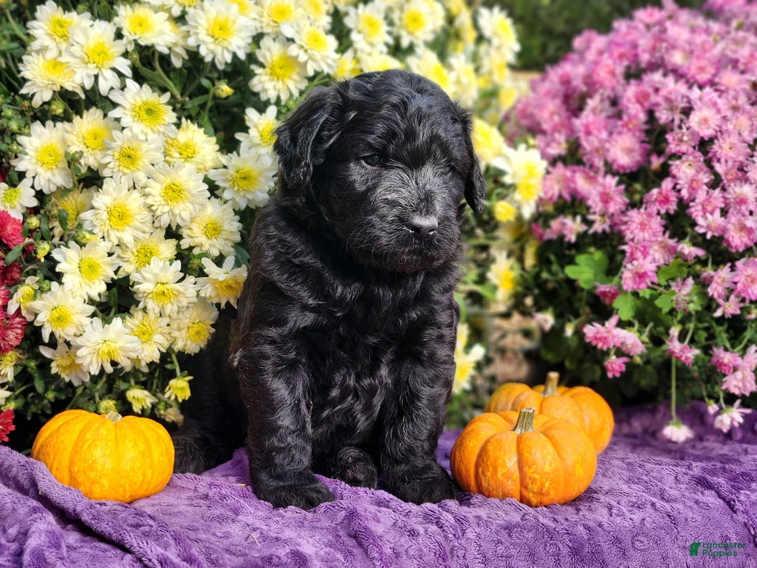 Goldendoodle dogs for sale: Phil - Ad 2