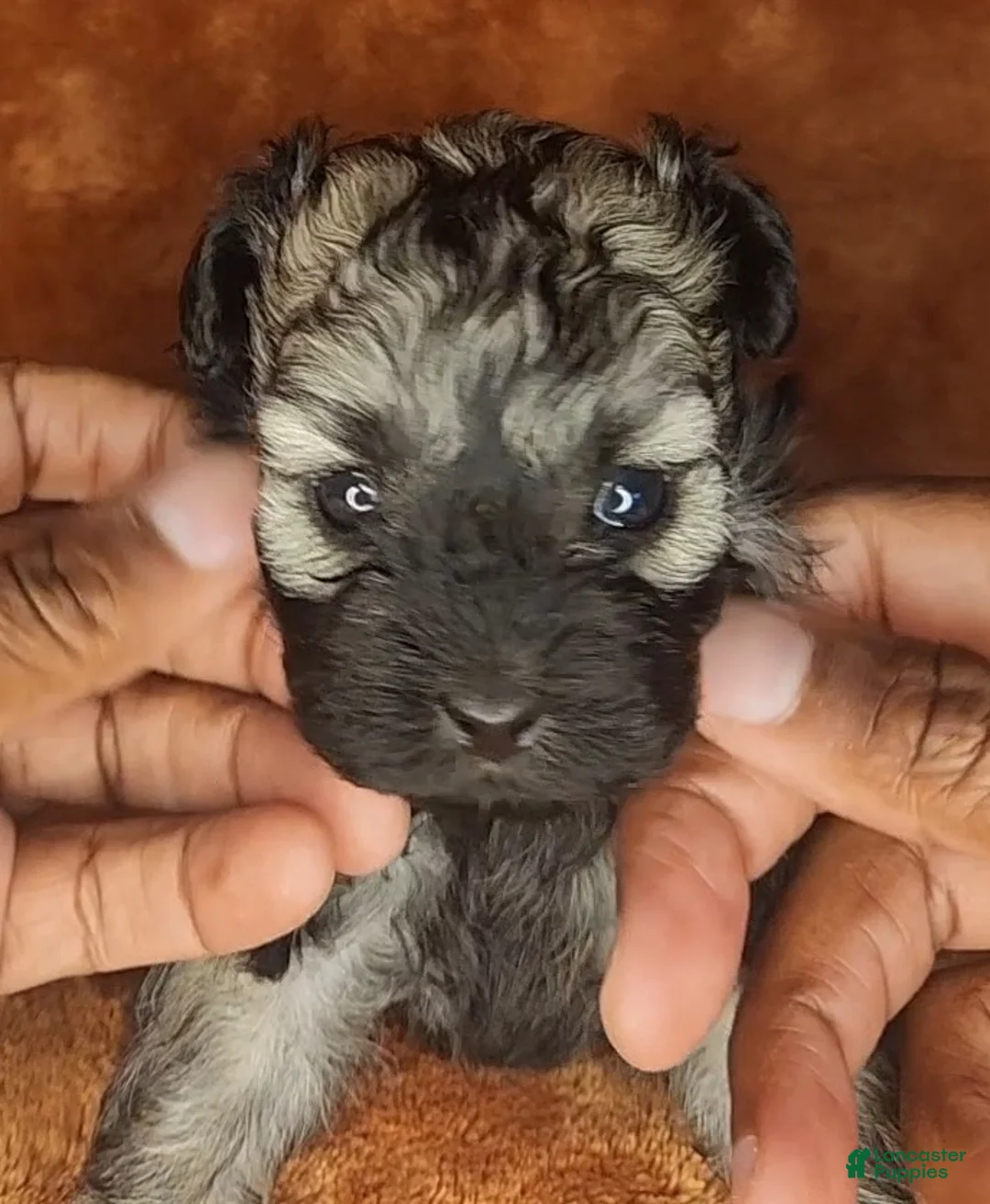 Shihpoo dogs for sale: Shihpoo 1 - Ad 2