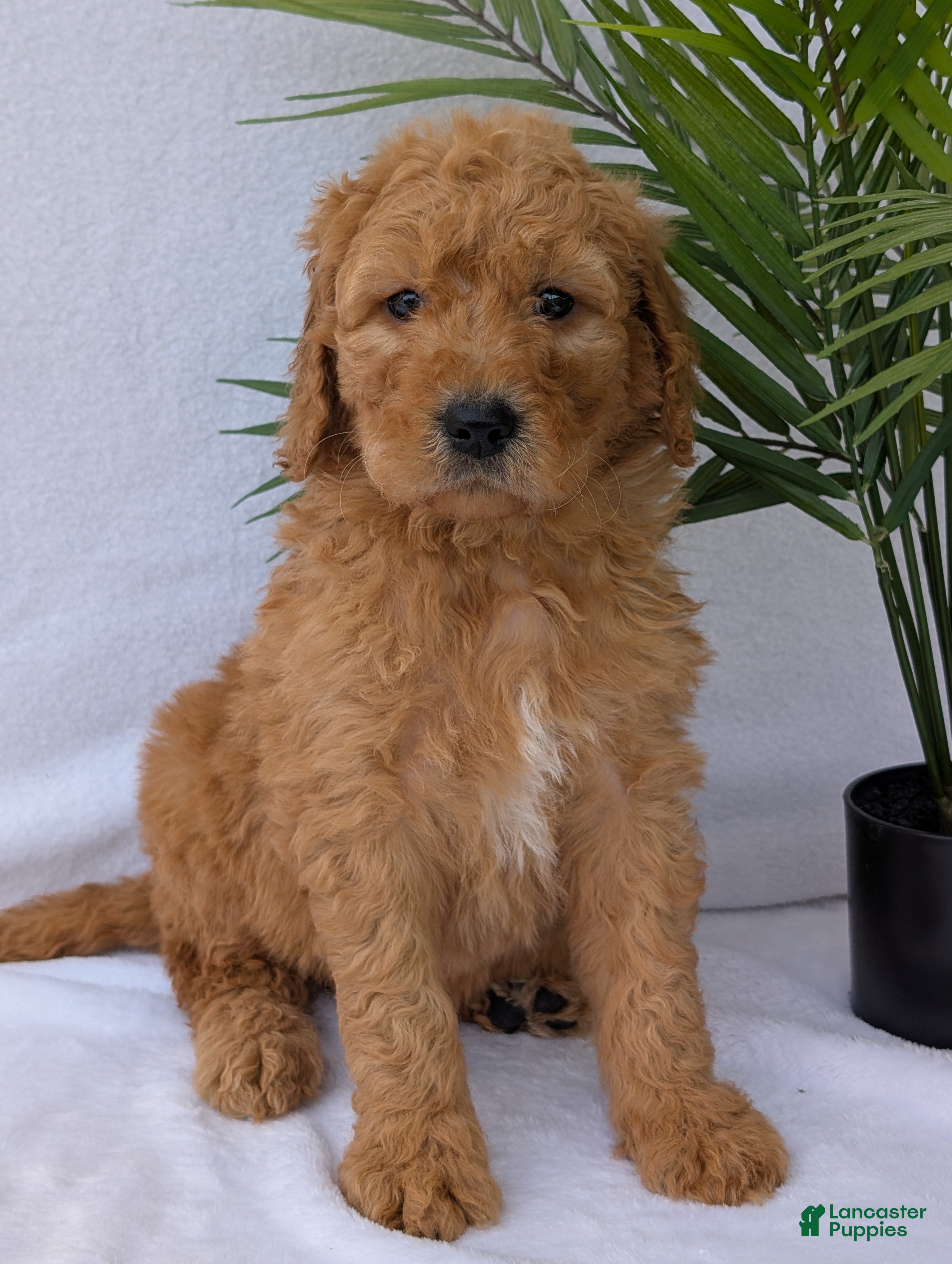 Goldendoodle dogs Marlo - Ad 2