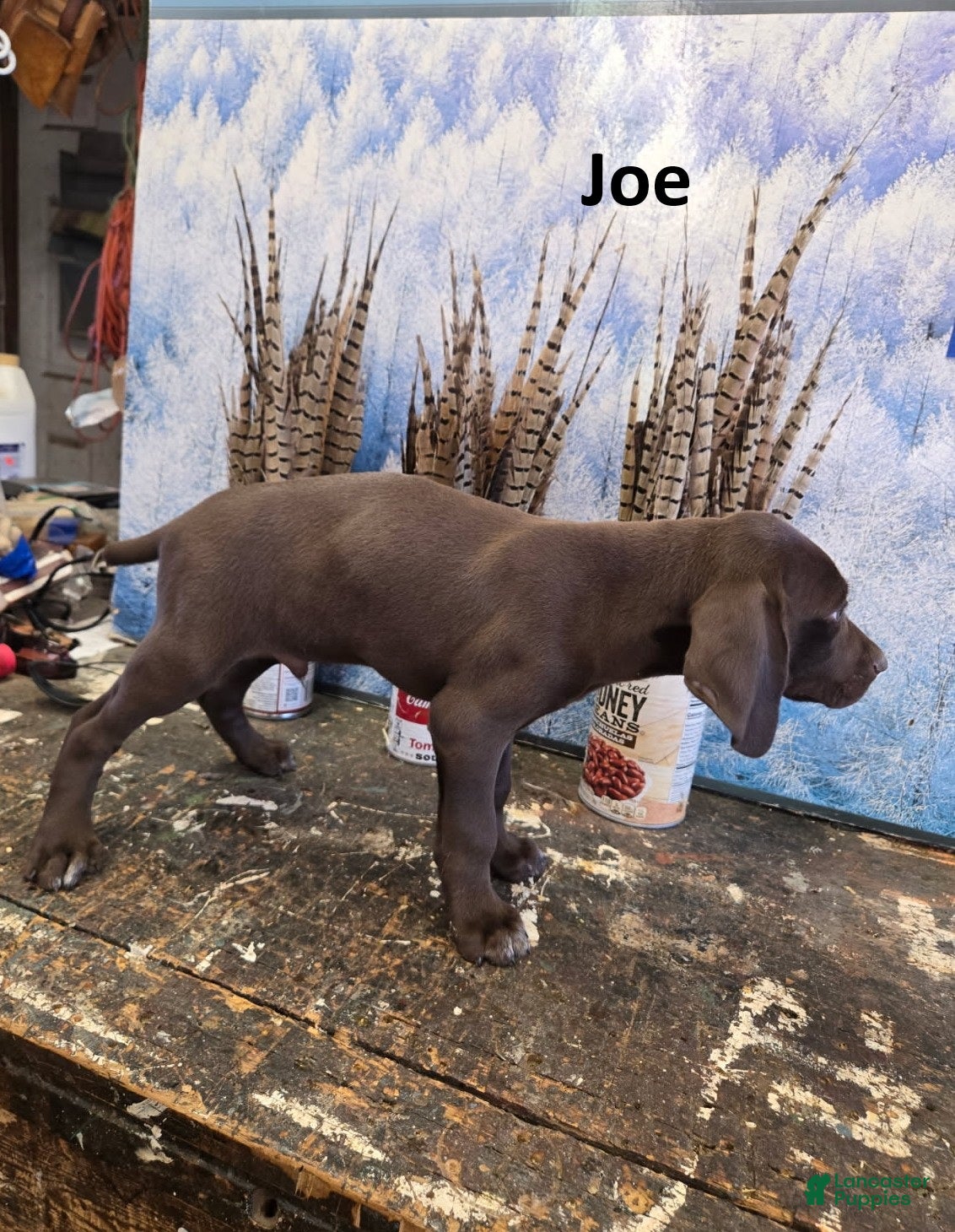German Shorthaired Pointer dogs Joe - Ad 1