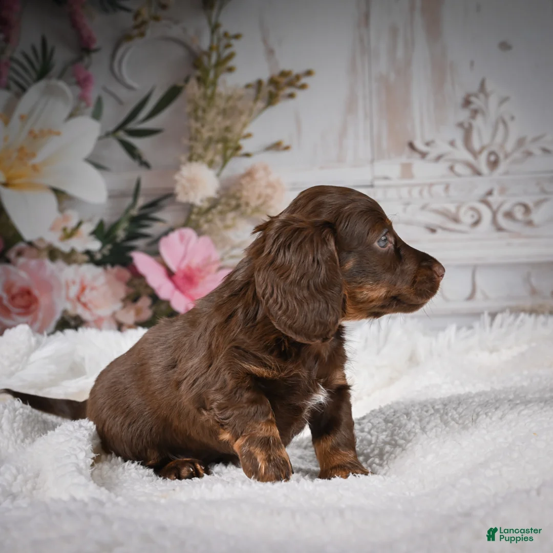 Miniature Dachshund dogs for sale: Elly - Ad 2