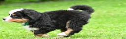 Bernese Mountain Dog dogs for sale: Nellie - Ad 4