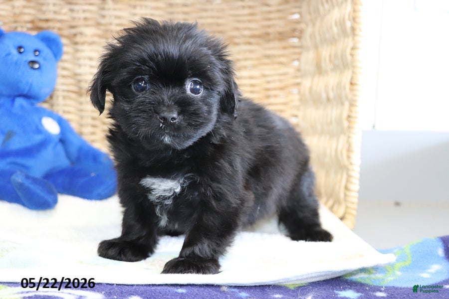 Shorkie dogs Tippy - Ad 1