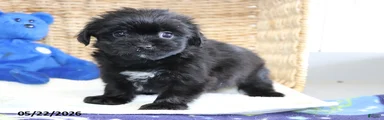 Tippy