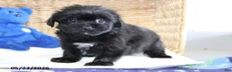 Shorkie dogs for sale: Tippy - Ad 1