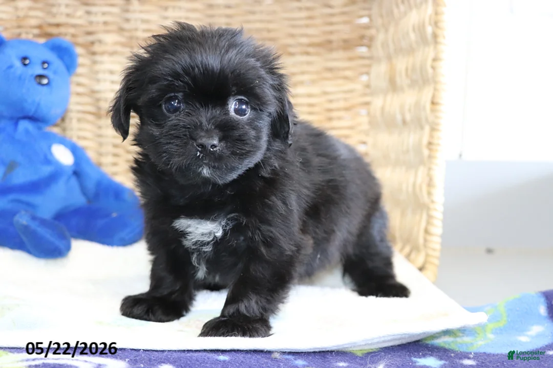 Shorkie dogs for sale: Tippy - Ad 1