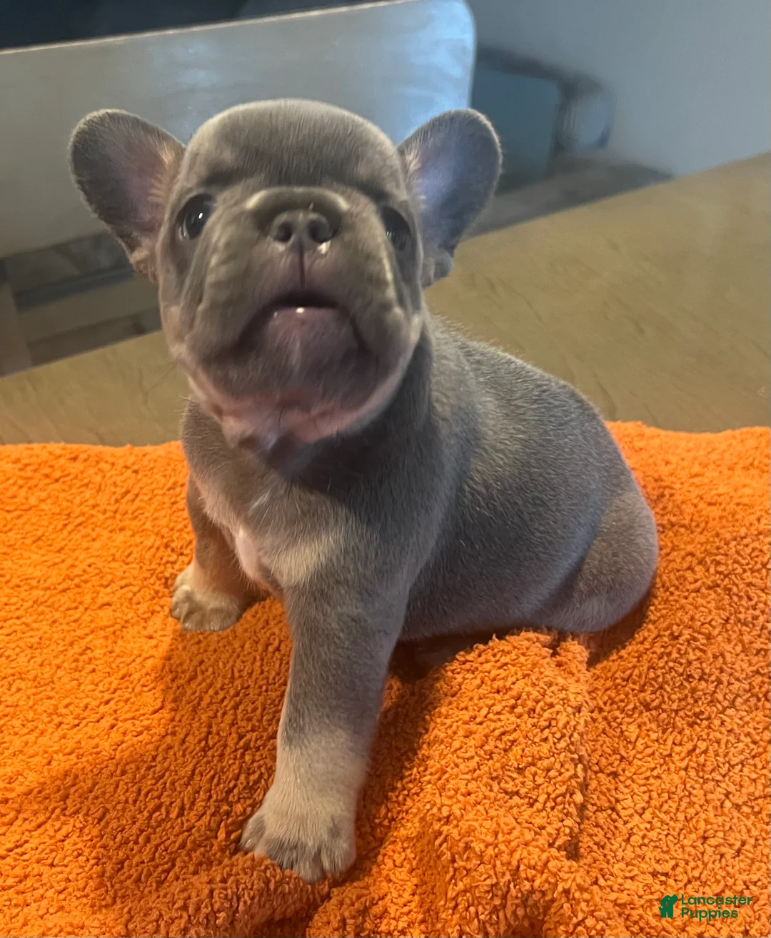 French Bulldog dogs for sale: Green_M_2026 - Ad 1