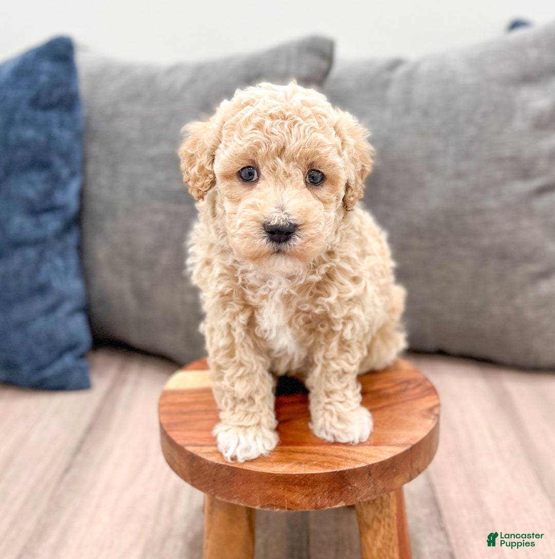 Bichpoo dogs for sale: Cody - Ad 2